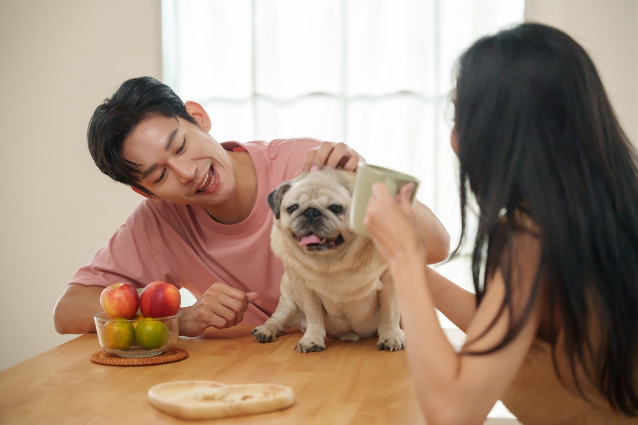 寵物與戀愛關係